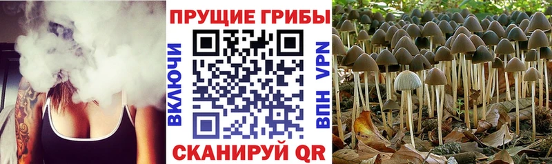 Галлюциногенные грибы Psilocybe  гидра зеркало  Приволжск 